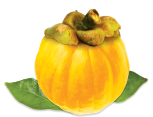 garcinia-cambogia fruit