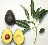 advocado
