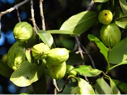 Garcinia cambogia 1