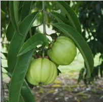 Garcinia cambogia tree